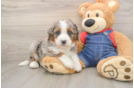 Best Mini Bernedoodle Baby