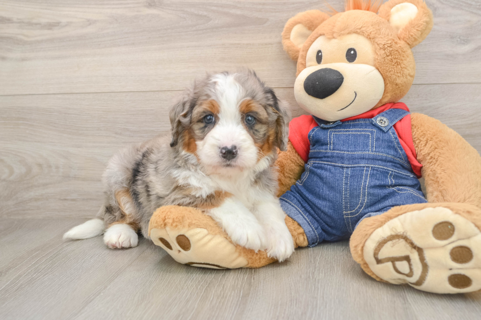 Best Mini Bernedoodle Baby
