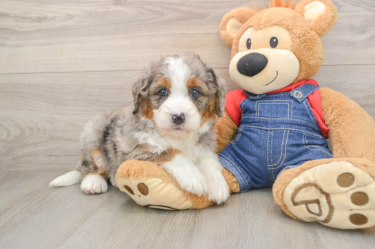 Best Mini Bernedoodle Baby