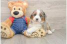 Energetic Mini Bernesedoodle Poodle Mix Puppy