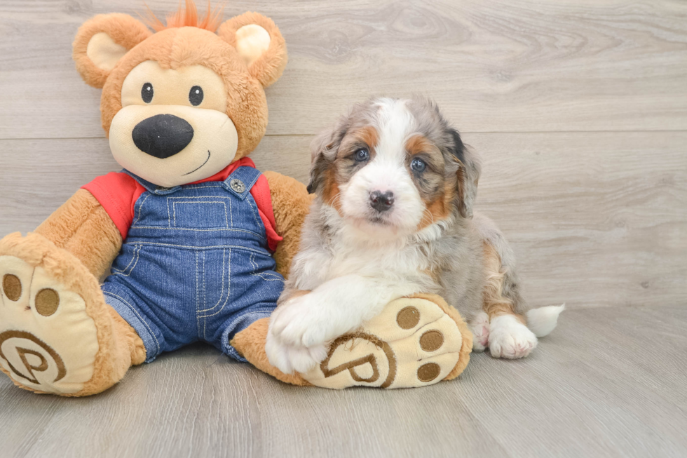 Energetic Mini Bernesedoodle Poodle Mix Puppy