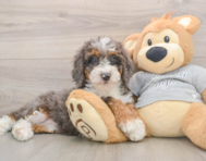 8 week old Mini Bernedoodle Puppy For Sale - Florida Fur Babies