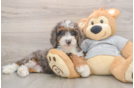 Mini Bernedoodle Puppy for Adoption