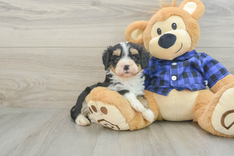 Mini Bernedoodle Pup Being Cute