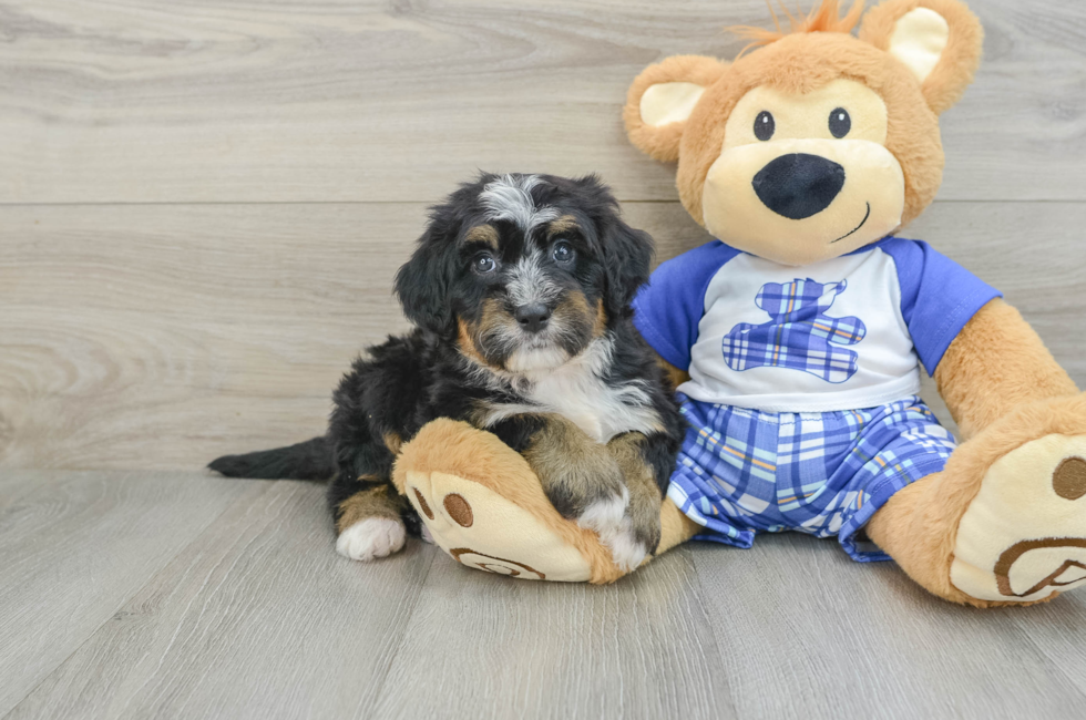 5 week old Mini Bernedoodle Puppy For Sale - Florida Fur Babies