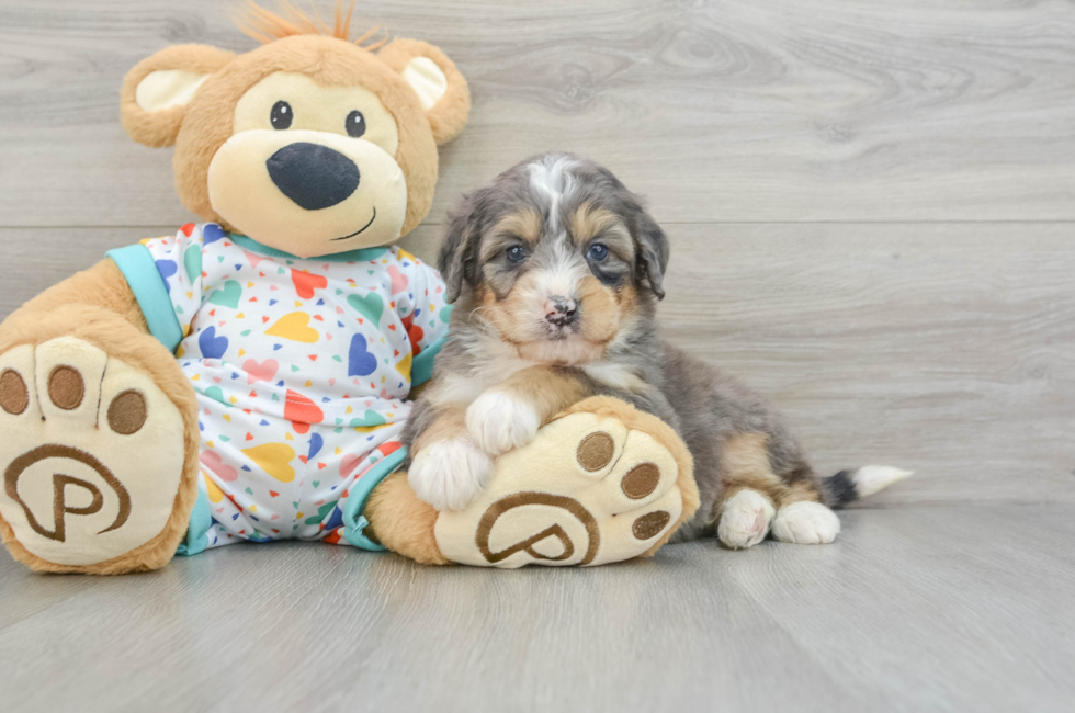 6 week old Mini Bernedoodle Puppy For Sale - Florida Fur Babies