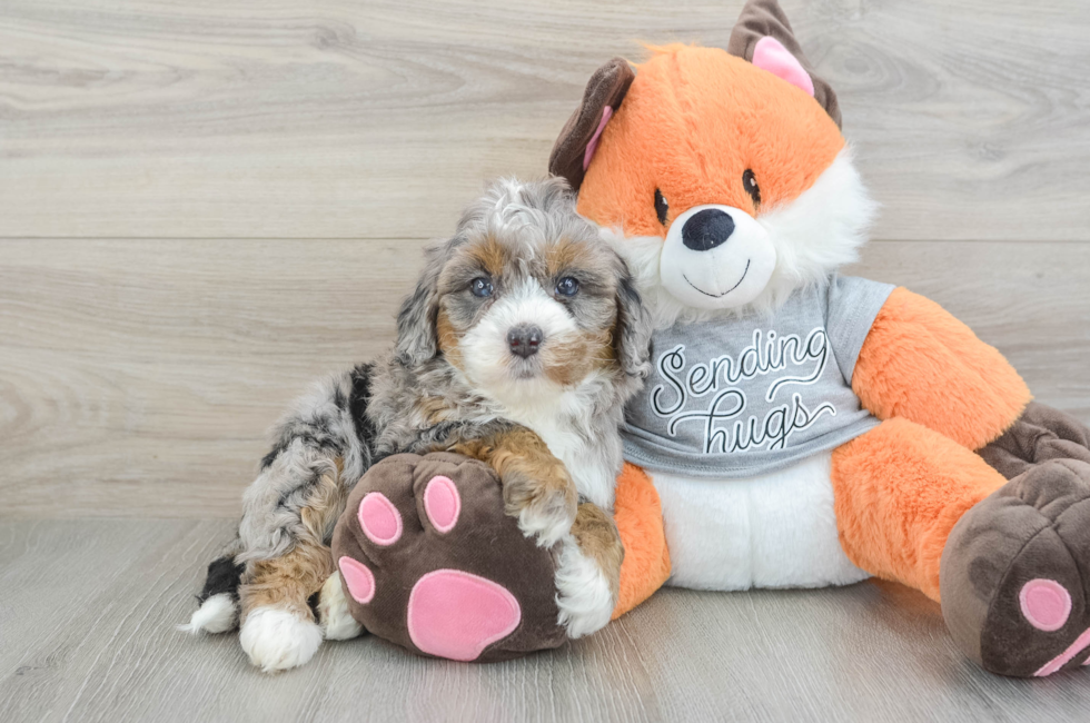 6 week old Mini Bernedoodle Puppy For Sale - Florida Fur Babies