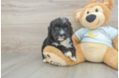 Little Mini Bernesedoodle Poodle Mix Puppy