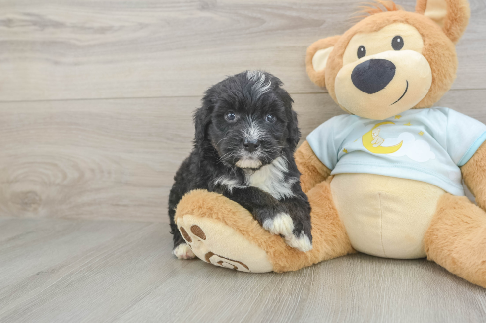 Little Mini Bernesedoodle Poodle Mix Puppy
