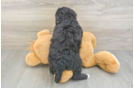 Mini Bernedoodle Puppy for Adoption