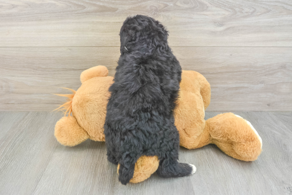 Mini Bernedoodle Puppy for Adoption