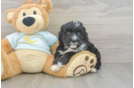 Petite Mini Bernedoodle Poodle Mix Pup