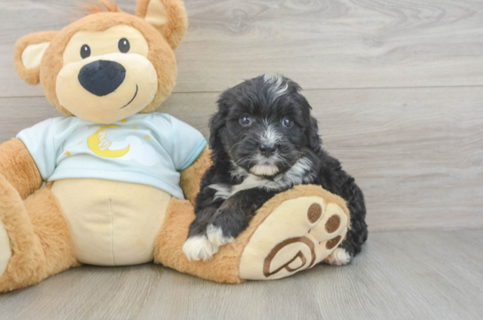 Petite Mini Bernedoodle Poodle Mix Pup