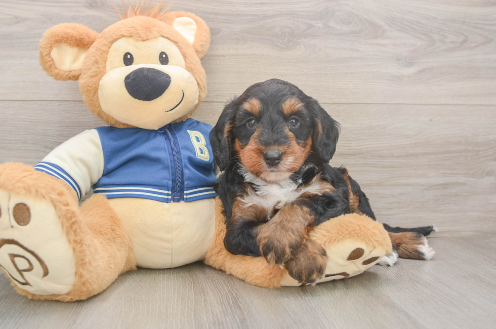 5 week old Mini Bernedoodle Puppy For Sale - Florida Fur Babies