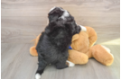 Mini Bernedoodle Puppy for Adoption