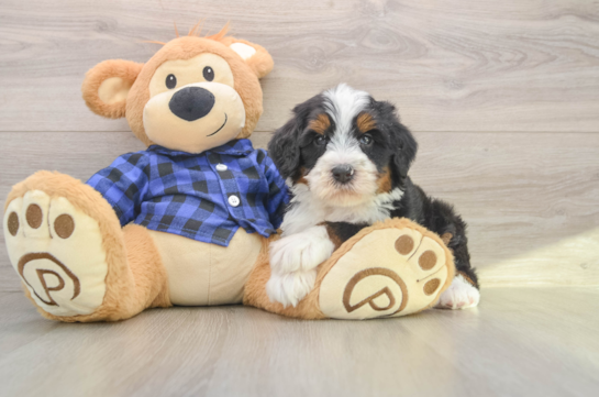 Mini Bernedoodle Puppy for Adoption