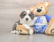 5 week old Mini Bernedoodle Puppy For Sale - Florida Fur Babies