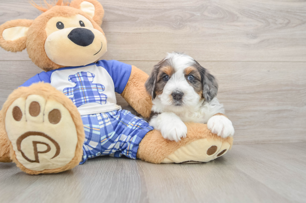 Small Mini Bernedoodle Baby