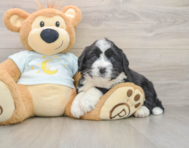 5 week old Mini Bernedoodle Puppy For Sale - Florida Fur Babies