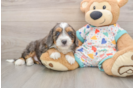 Mini Bernedoodle Pup Being Cute