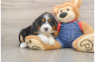 Mini Bernedoodle Pup Being Cute