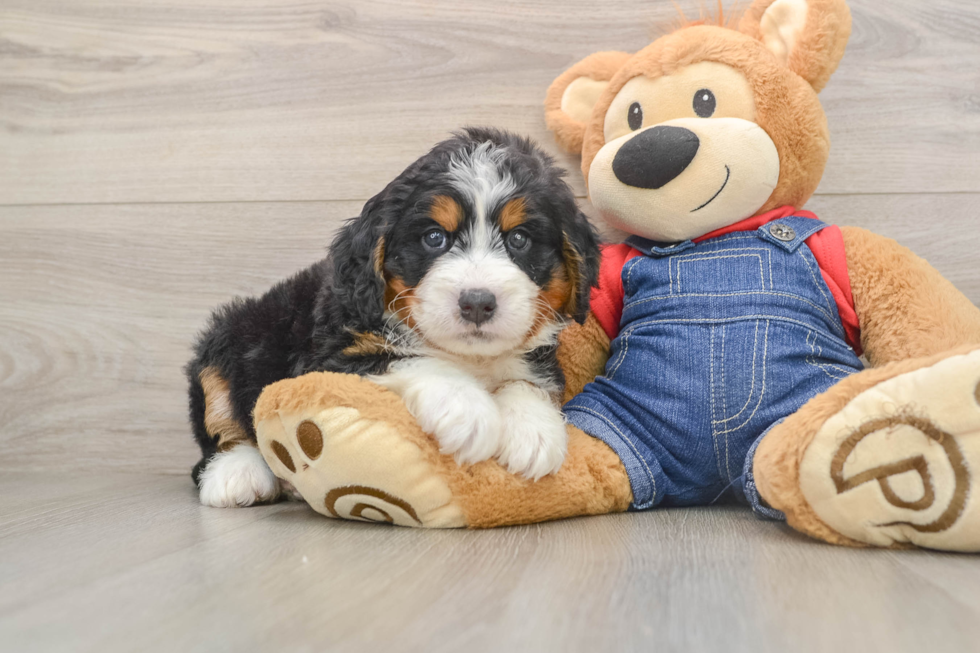 Mini Bernedoodle Pup Being Cute
