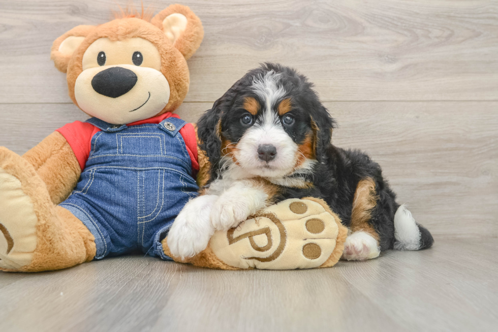 Energetic Mini Bernesedoodle Poodle Mix Puppy