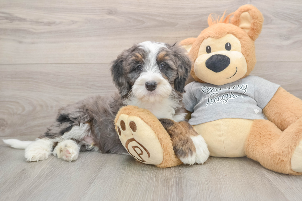 Mini Bernedoodle Pup Being Cute