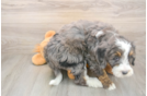 Mini Bernedoodle Puppy for Adoption