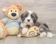 8 week old Mini Bernedoodle Puppy For Sale - Florida Fur Babies