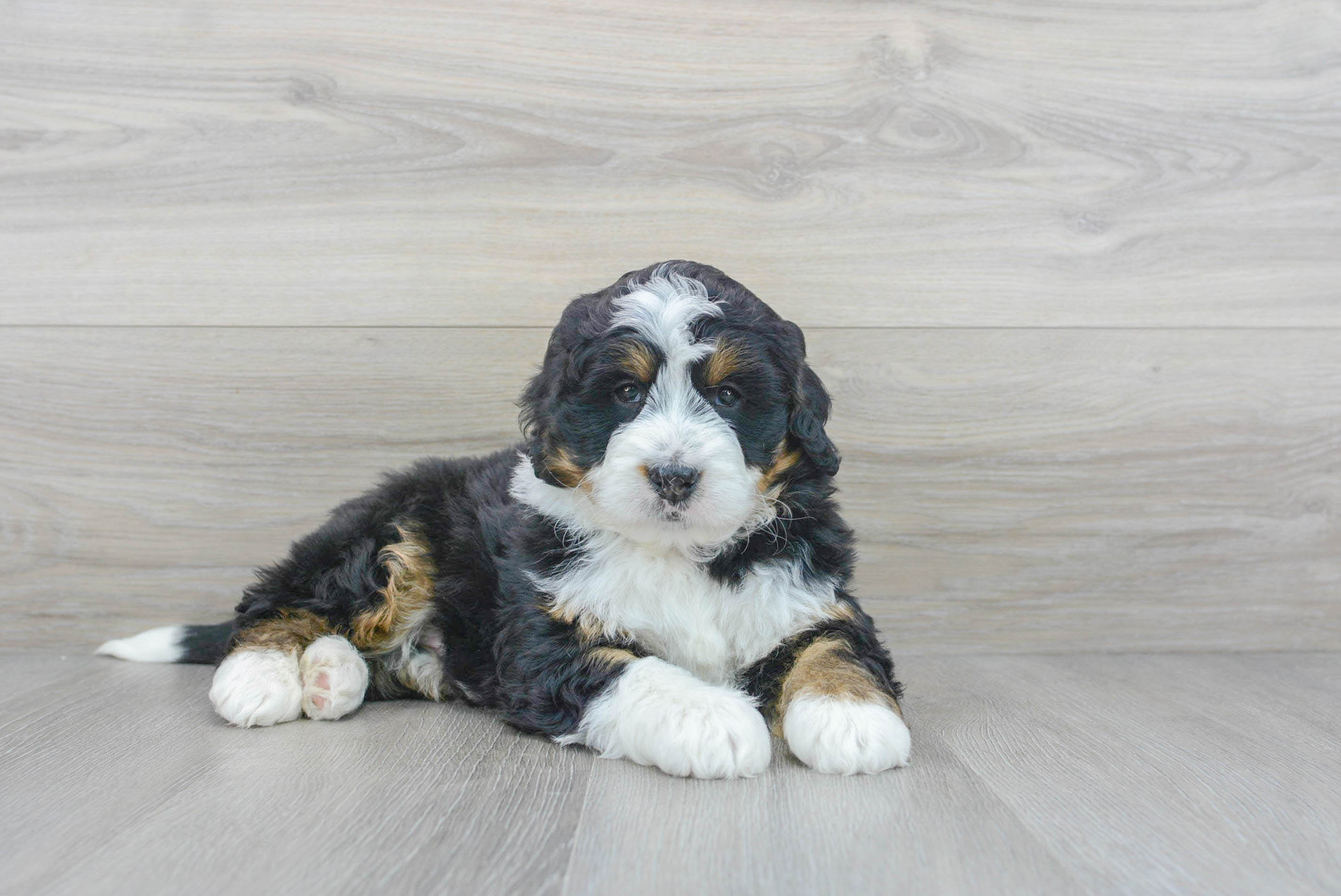 Bernese mountain sale doodle mini