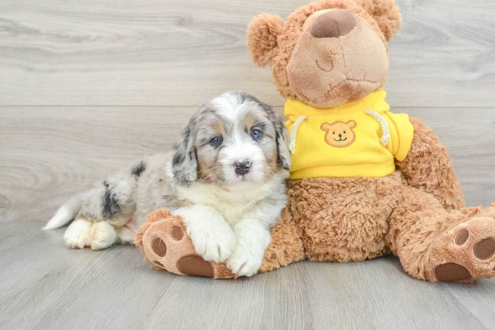 Fluffy Mini Bernedoodle Poodle Mix Pup