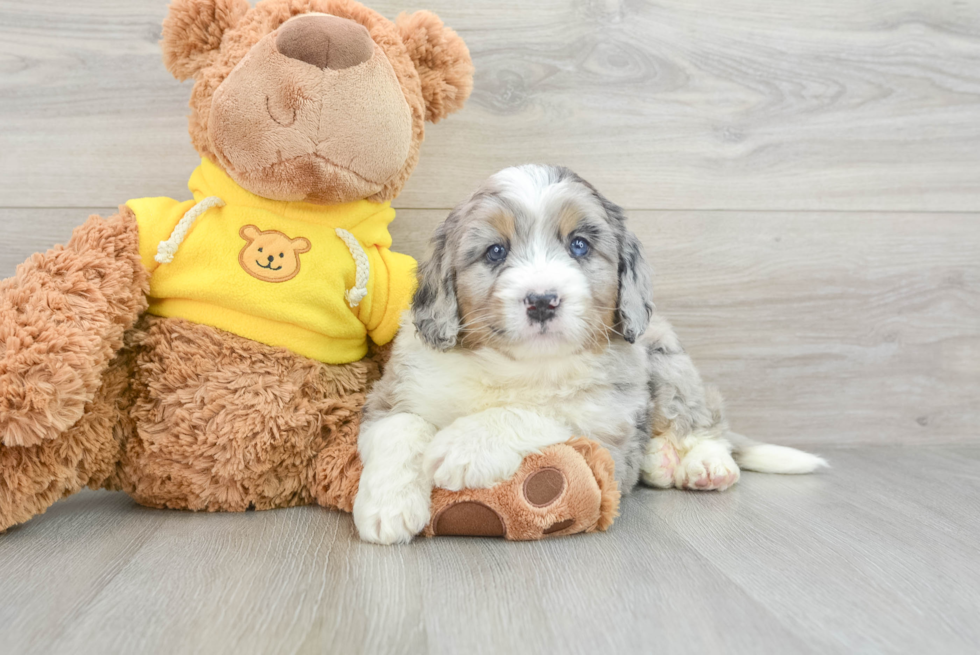 Energetic Mini Bernese Poodle Poodle Mix Puppy