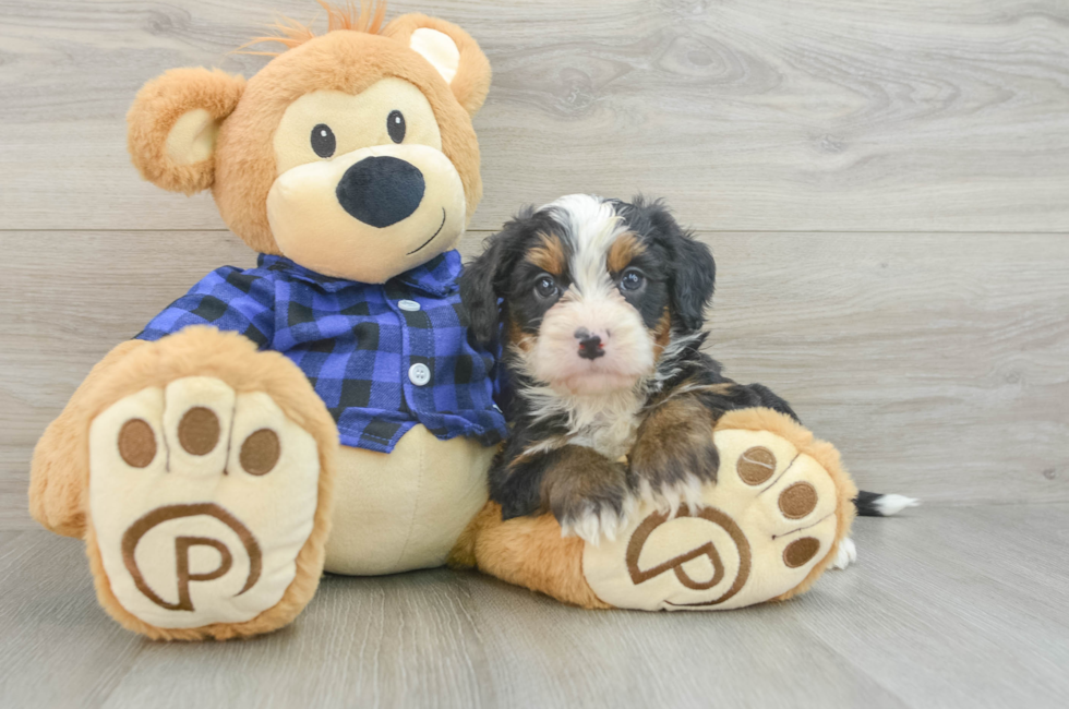 6 week old Mini Bernedoodle Puppy For Sale - Florida Fur Babies