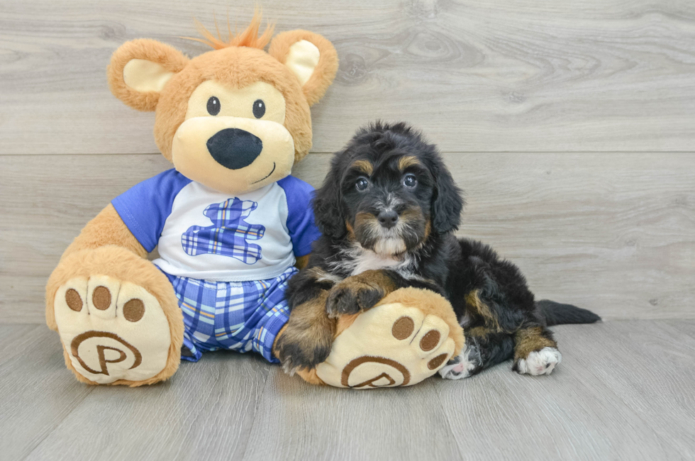 5 week old Mini Bernedoodle Puppy For Sale - Florida Fur Babies