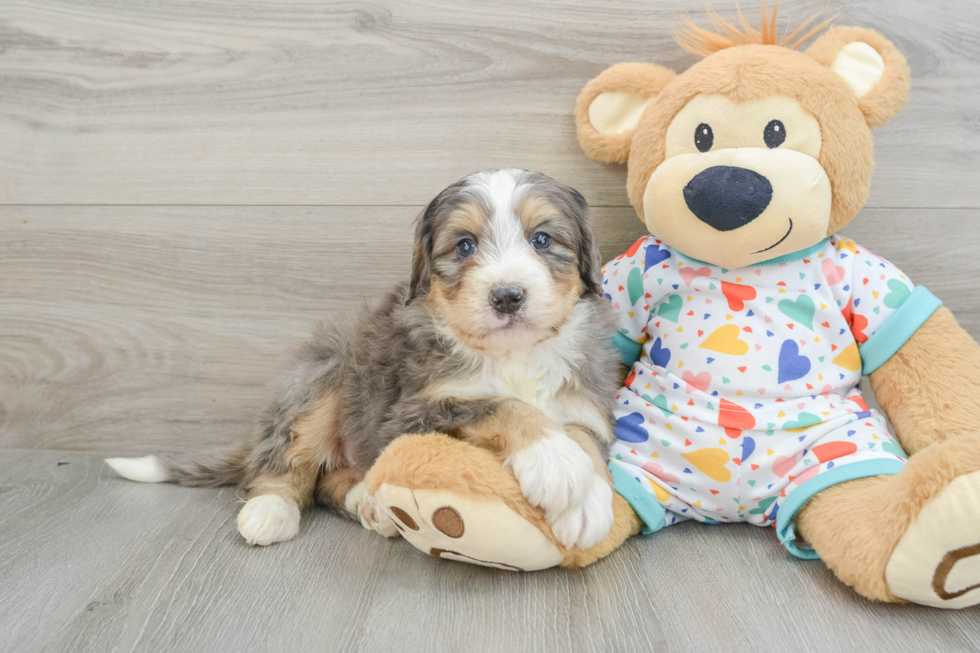 Mini Bernedoodle Puppy for Adoption