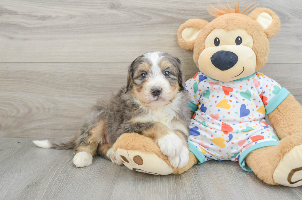 6 week old Mini Bernedoodle Puppy For Sale - Florida Fur Babies