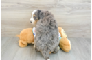 Happy Mini Bernedoodle Baby