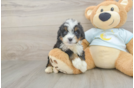 Best Mini Bernedoodle Baby