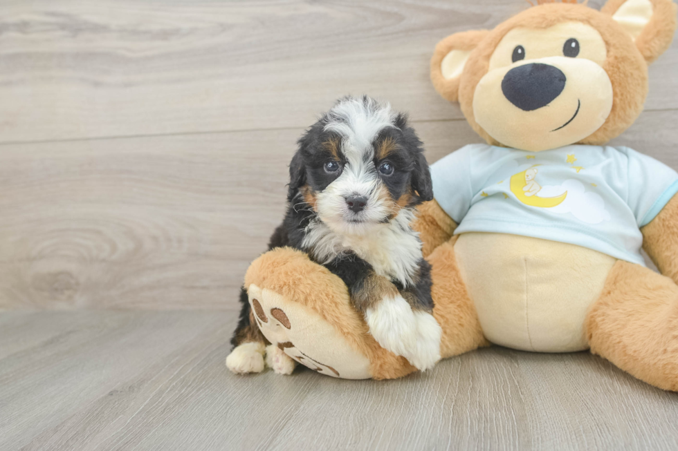 Best Mini Bernedoodle Baby