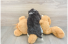 Mini Bernedoodle Pup Being Cute