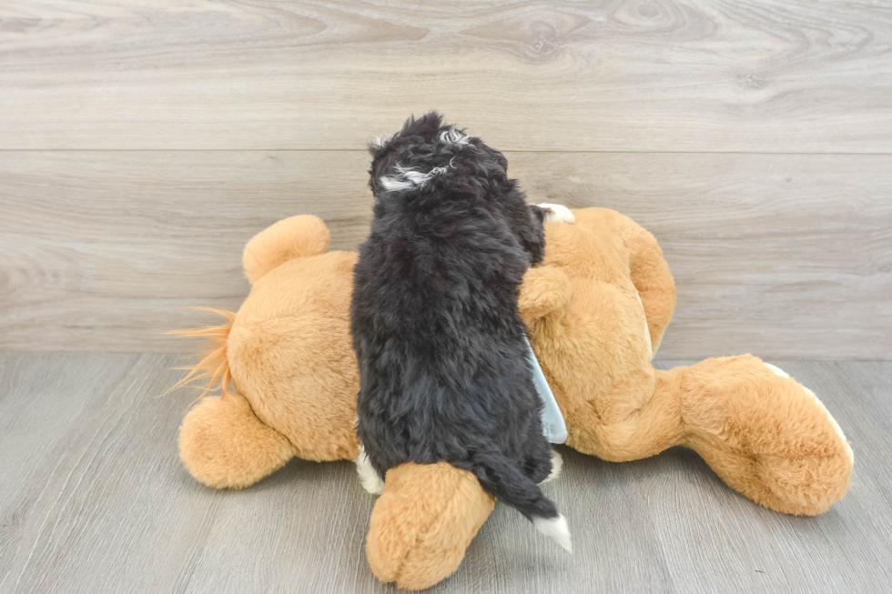Mini Bernedoodle Pup Being Cute