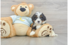 Best Mini Bernedoodle Baby