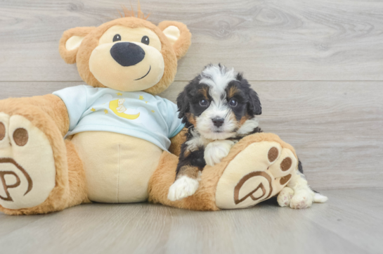 Best Mini Bernedoodle Baby