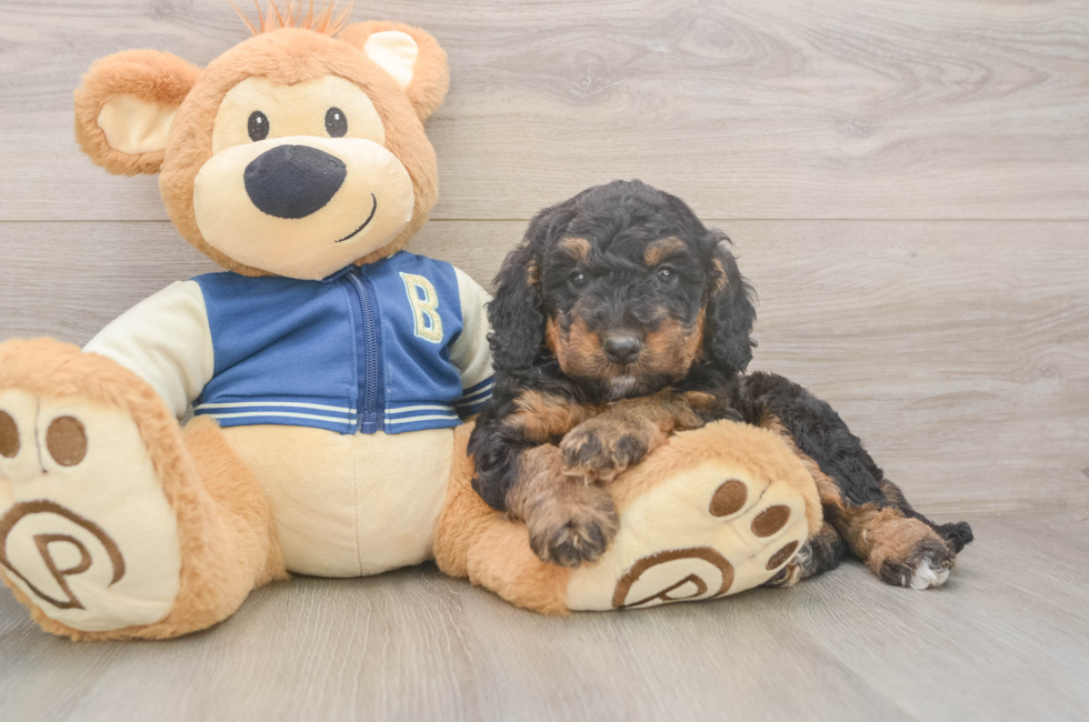 5 week old Mini Bernedoodle Puppy For Sale - Florida Fur Babies