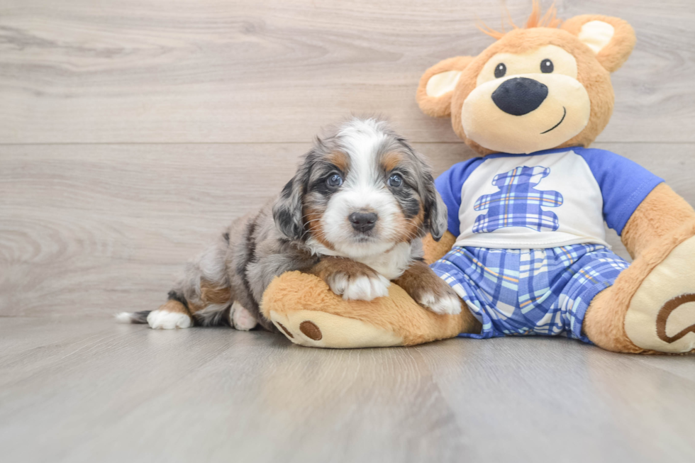 Small Mini Bernedoodle Baby