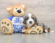 5 week old Mini Bernedoodle Puppy For Sale - Florida Fur Babies