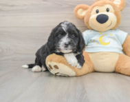 5 week old Mini Bernedoodle Puppy For Sale - Florida Fur Babies