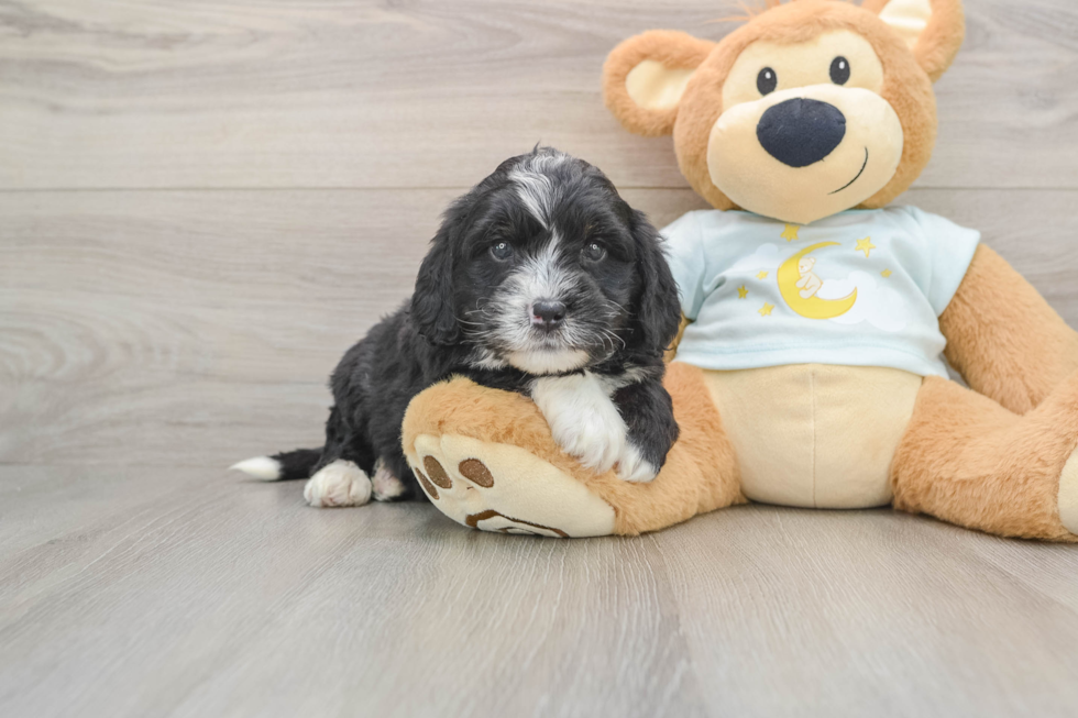 Best Mini Bernedoodle Baby