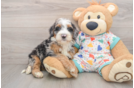 Mini Bernedoodle Puppy for Adoption